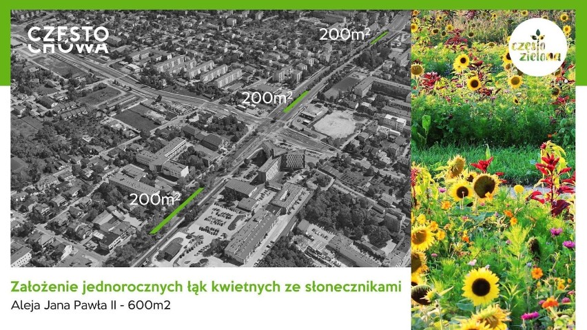 Zielony przystanek powstanie na częstochowskich "Kwadratach". Miasto chce również stworzyć jednoroczne łąki mieszane