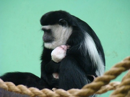 ZOO w Chorzowie ma nowych mieszkańców, m.in. małego osiołka