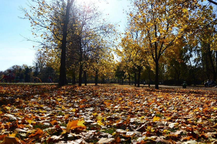Jesień w Poznaniu - Kolorowy park Kasprowicza