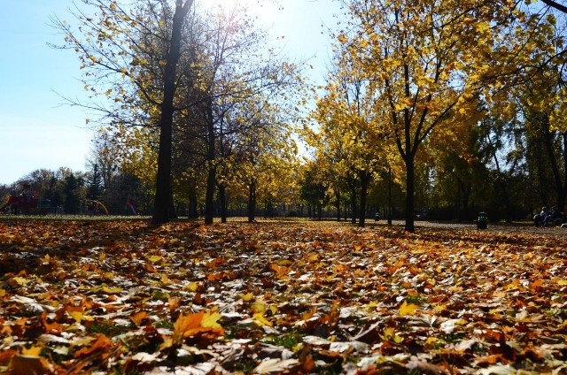 Jesień w Poznaniu - Kolorowy park Kasprowicza