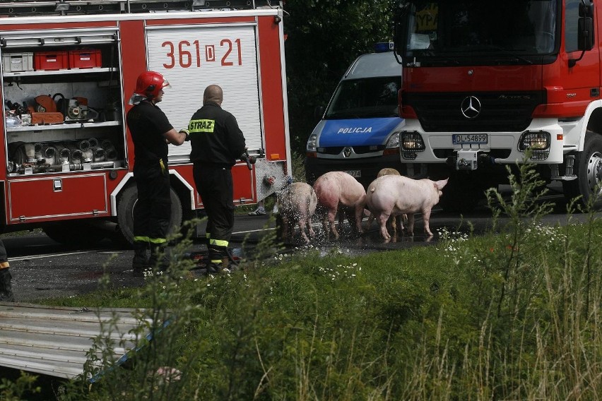 Wypadek ciężarówki ze świniami na trasie Legnica - Złotoryja (ZDJĘCIA)