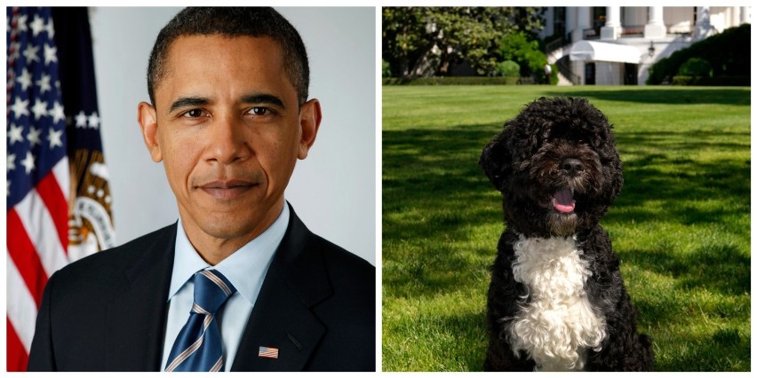 Barack Obama i Bo, portugalski pies wodny

Bo to czworonożny...