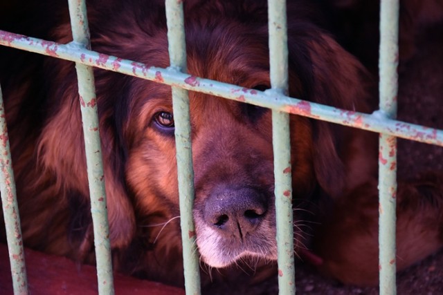 Schronisko w Legnicy, psy czekają na adopcję