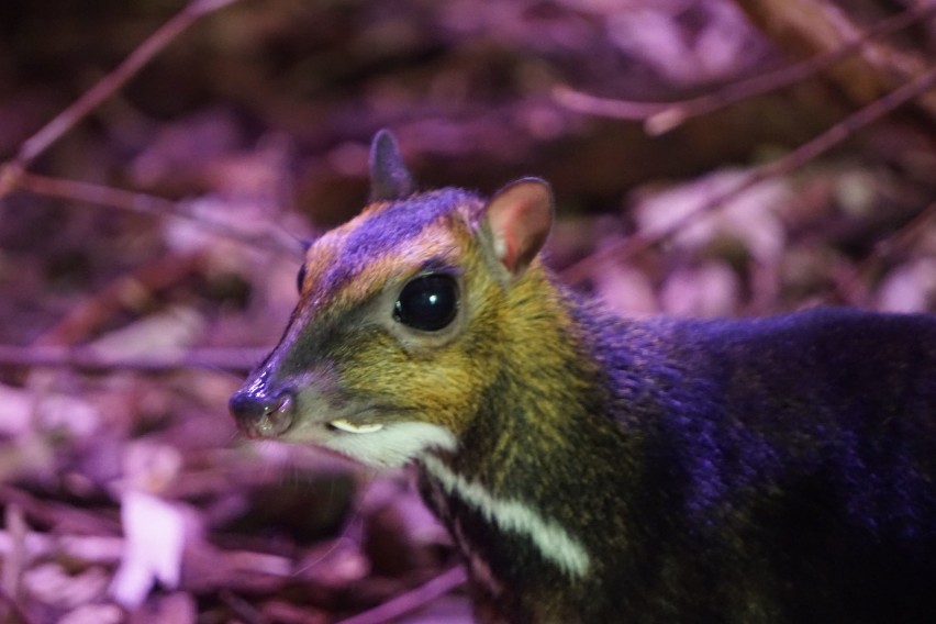 Kanczyl filipiński w ZOO we Wrocławiu.