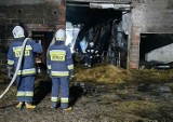 Pożar budynków gospodarczych w Grądach. Straty oszacowano na ok. 300 tys zł. Spłonęło m.in. bydło [ zdjęcia]