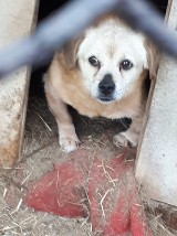 Powiat tarnowski. Horror kundelka Żurka pod Tarnowem - stara buda, ciasny kojec, a obok sterty odchodów [ZDJĘCIA]