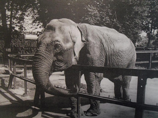 Słonica Kinga to najbardziej znany mieszkaniec zoo