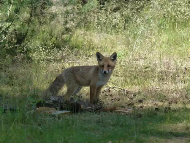 Liski już nie tylko podchodzą pod domostwa międzyrzeczan, ale budują obok nas swe nory.