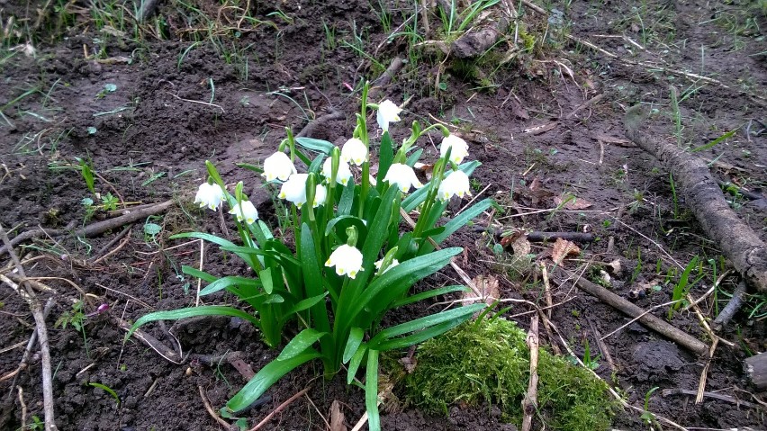 Śnieżycowy Jar 2016