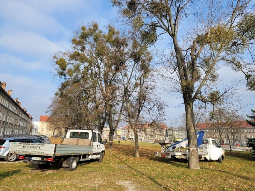 Jemioła na drzewach w Chełmie panoszy się od wielu lat. Miasto obecnie prowadzi walkę z tym półpasożytem