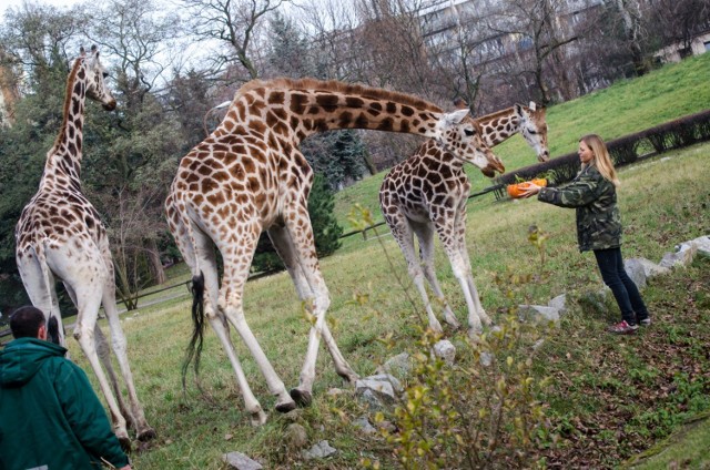 Akcja "żołędzie i orzechy dla ZOO". Pracownicy warszawskiego ogrodu zoologicznego proszą o wsparcie dla swoich podopiecznych