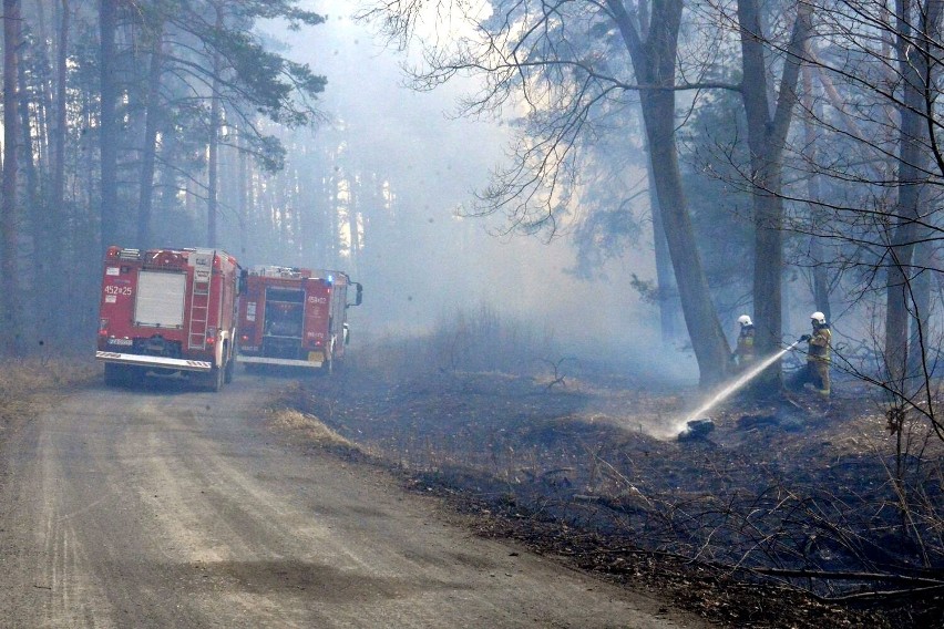 Pożar lasu w Jeziorach Wysokich