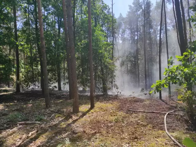 Niedawno do pożaru poszycia leśnego na Zawiślu we Włocławku