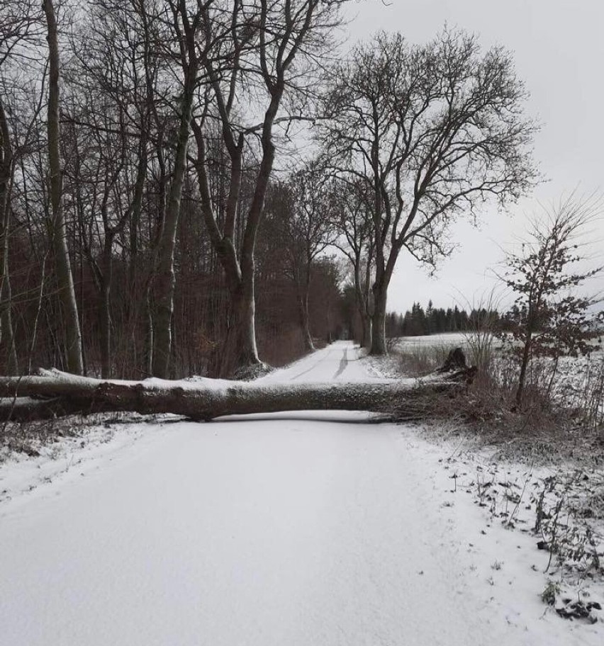 Wichura i burza w Grudziądzu i okolicach. Strażacy...