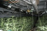 Sprawa plantacji marihuany spod Czerniejewa ciągle w toku