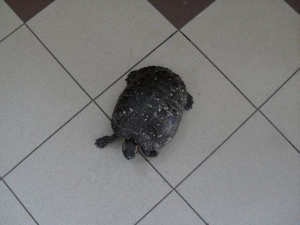 Dobra: żółw 'spacerował' drogą powiatową [ZDJĘCIA]