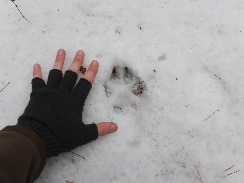 W lutym olsztyńscy leśnicy liczyli wilki. Wyniki tej...