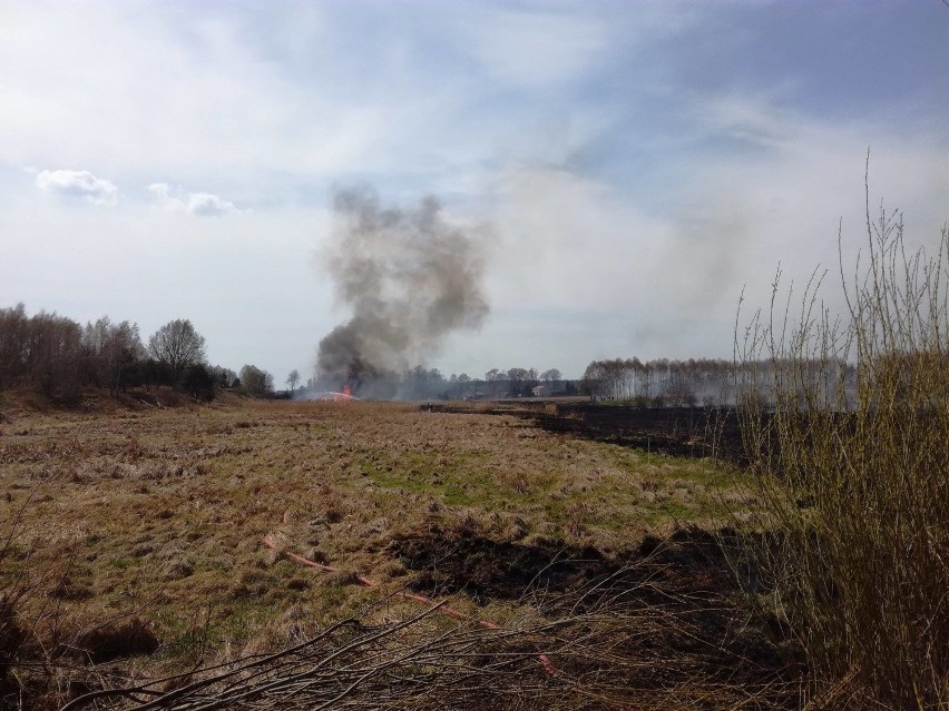 Pożar traw w Kłobucku. Interweniowały OSP z całego powiatu ZDJĘCIA