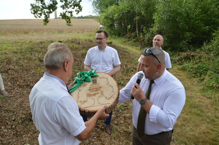 W Polsce ponownie jest pomnik przyrody dąb Bolesław. Rośnie w gminie Miastko. Oficjalnie został ochrzczony | ZDJĘCIA+WIDEO