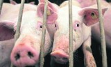 Powiat piotrkowski: Zatrzymano 4 weterynarzy i 19 rolników za fałszowanie świadectw zdrowia świń