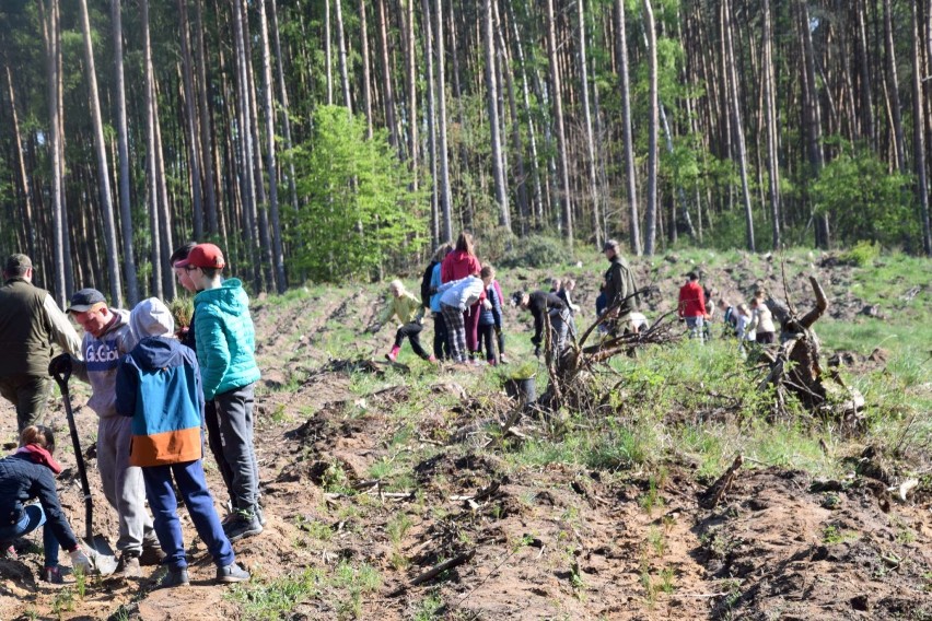 Uczniowie Szkoły Podstawowej w Sierakowie odnawiali las w Śremie
