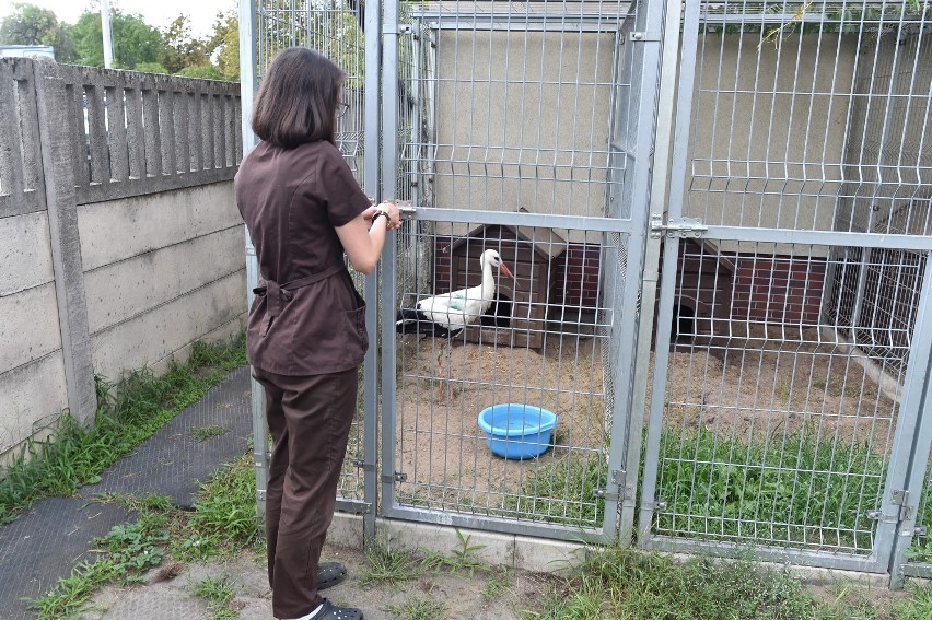 Rannym bocianem zajęli się weterynarze z Leszna