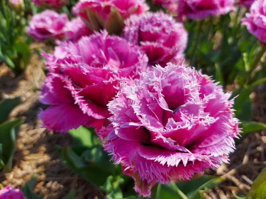 „Agata Kornhauser-Duda” będzie nowym tulipanem w kolekcji...