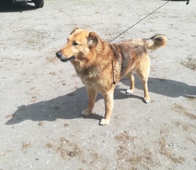 Baron został porzucony. Nikt go nie szuka, więc nie zagubił się. Czeka na odpowiedzialnego właściciela i kochający dom. W sprawie adopcji dzwoń tel. 607 133 000