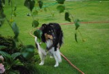 Zaginął pies rasy Collie. Wszystkich, którzy coś wiedzą prosimy o pomoc i szybką informację.