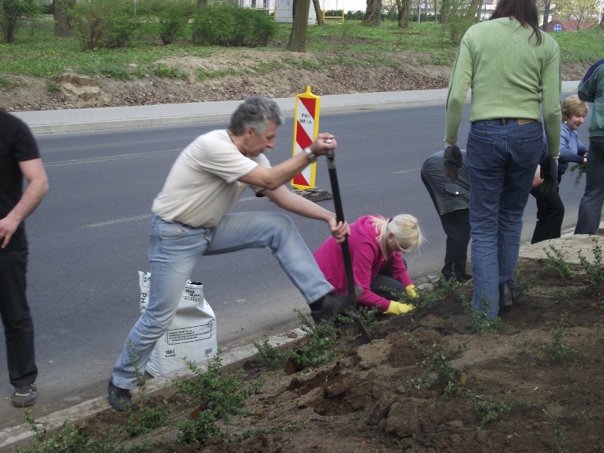 SLD posadziło drzewa i krzewy