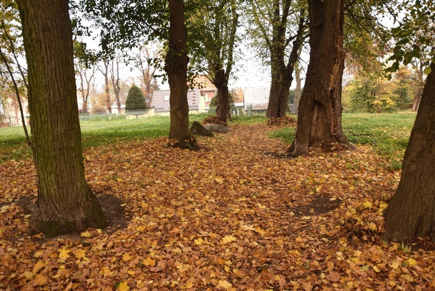 Tak park za Szpitalem Jerozolimskim prezentował się w...