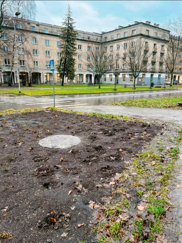 Co się dzieje w Krakowie?! Zniszczona Jordanów, kradzież kilkudziesięciu krzewów róż w w Nowej Hucie i ognisko w Parku Bednarskiego