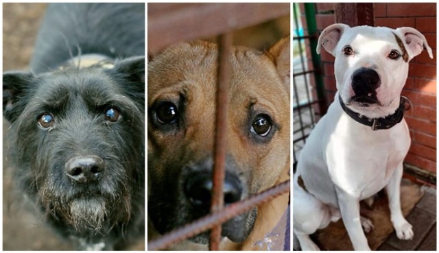 Zobaczcie zdjęcia zwierząt z ich imionami. Oto psy, które trafiły do schroniska w ostatnich tygodniach roku, a także stali bywalcy placówki.