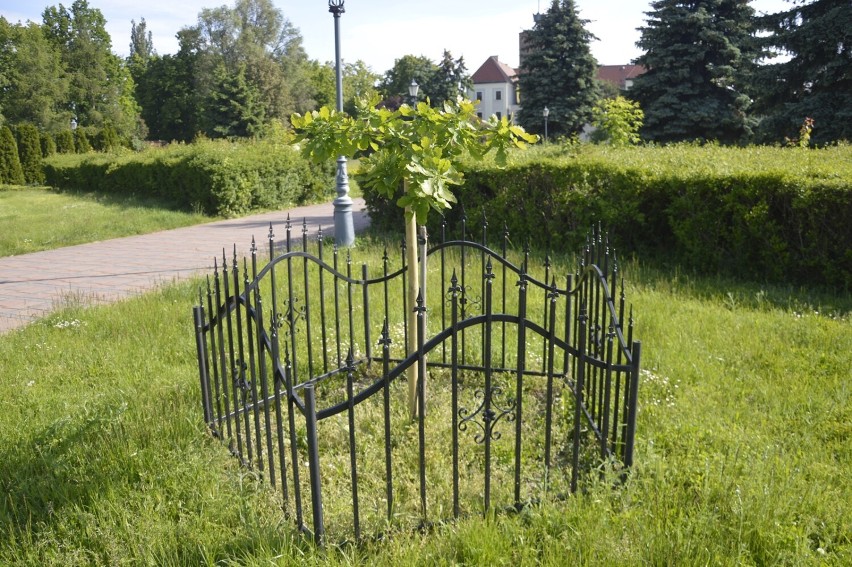 Park koło zamku w Głogowie - Dęby papieskie rosną też w...