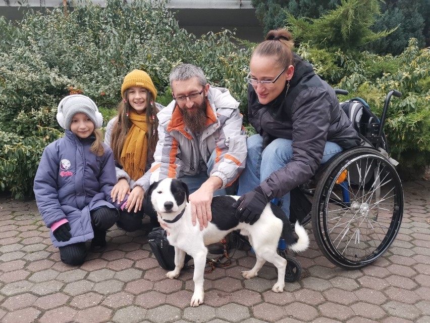 W Schronisku dla Zwierząt w Toruniu przez cały rok odbywa...