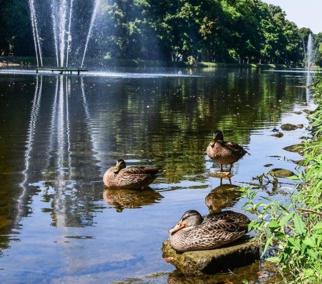 Na Kanale Bydgoskim znaleziono 6 martwych kaczek. Jedną z nich badają weterynarze z Puław, czy nie była chora na "ptasia grypę".