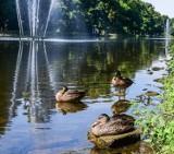 Bydgoszcz. Martwe kaczki na Kanale Bydgoskim. Czy to ptasia grypa? Trwają badania ptaków