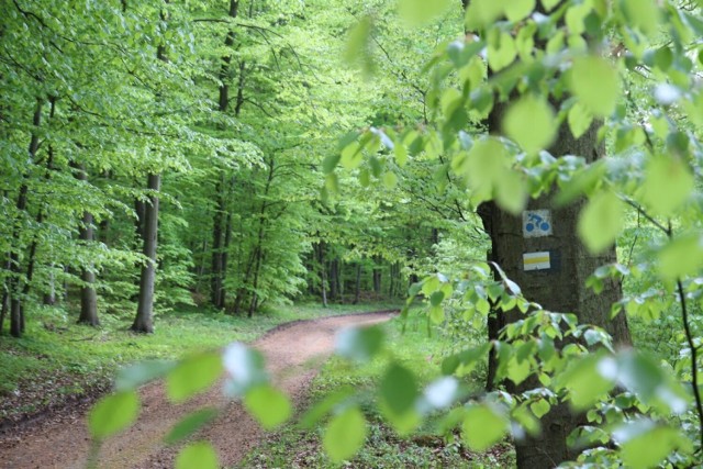 Nadleśnictwo Olkusz od 25 maja 2021 będzie miało oficjalne nowy rezerwat przyrody, to „Góra Stołowa im. Ryszarda Malika”