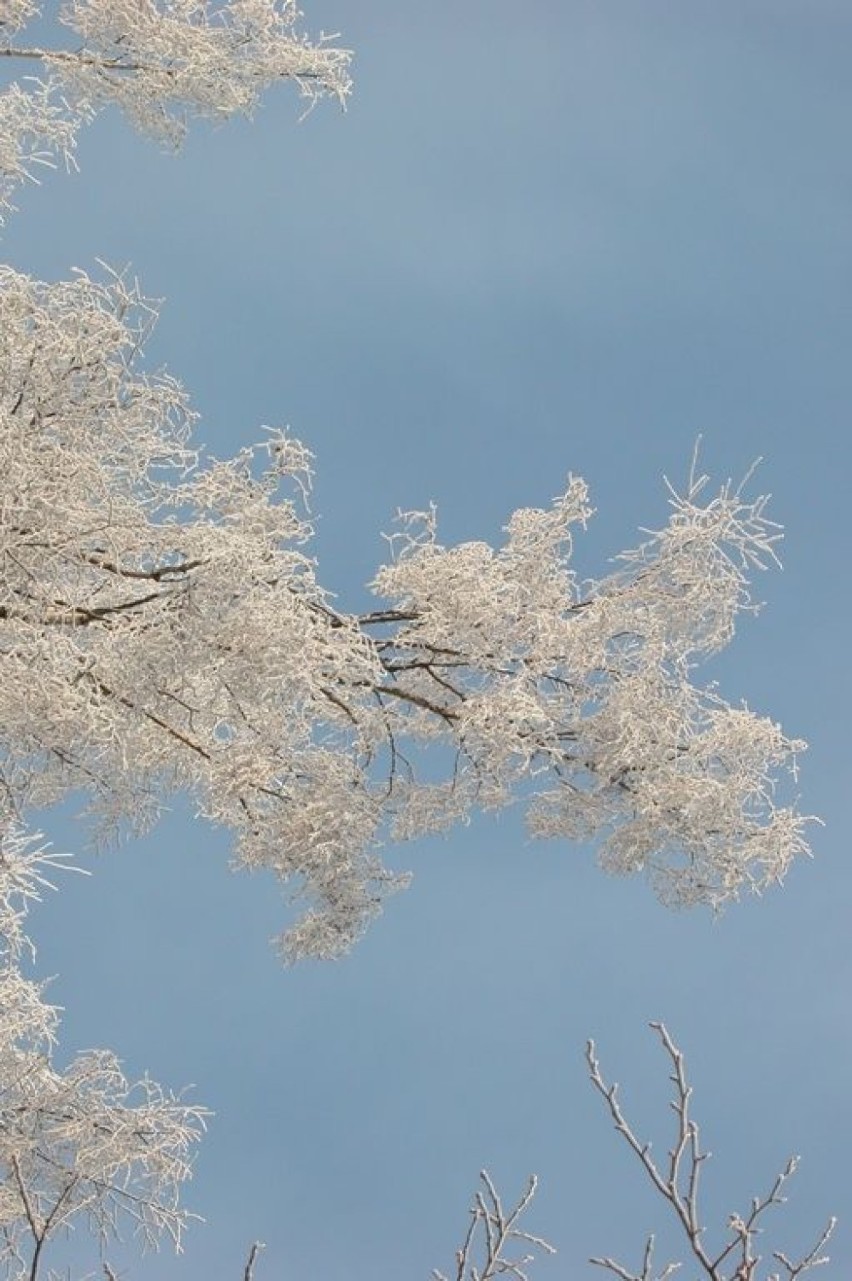 Pierwsze dni zimy - Kaszuby 2012. Fot. Artur Hampel