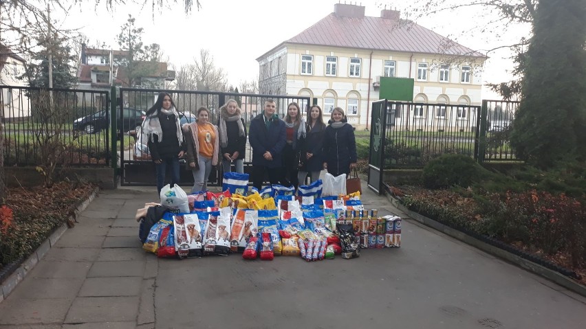 Uczniowie ZSP nr 1 w Łęczycy przekazali ponad 340 kg karmy do schroniska w Łęczycy [ZDJĘCIA]