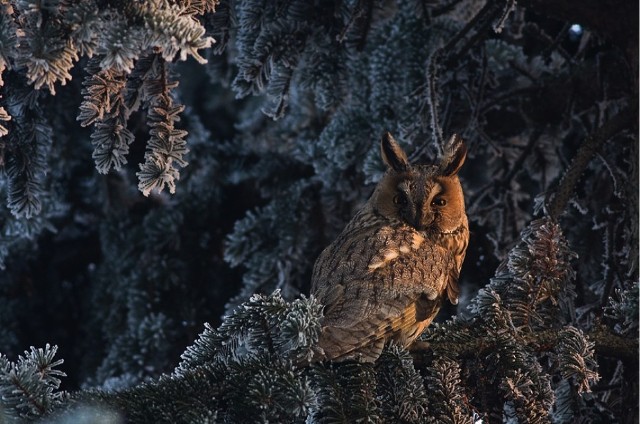 Sowa uszata. Zdjęcie Mateusza Piesiaka, które zwyciężyło w kategorii 15-17 lat w Wildlife Photographer of The Year