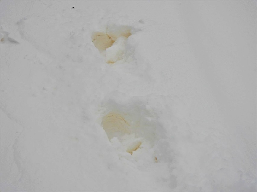 Żółty i różowy śnieg spadł na Dolnym Śląsku. Dlaczego? 