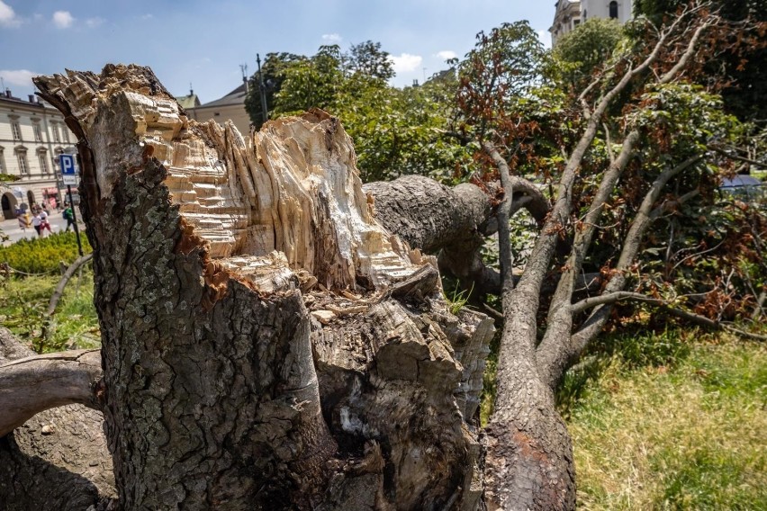 Złamany kasztanowiec - pomnik przyrody pod Wawelem jeszcze pożyje. Ale jest w bardzo złej kondycji