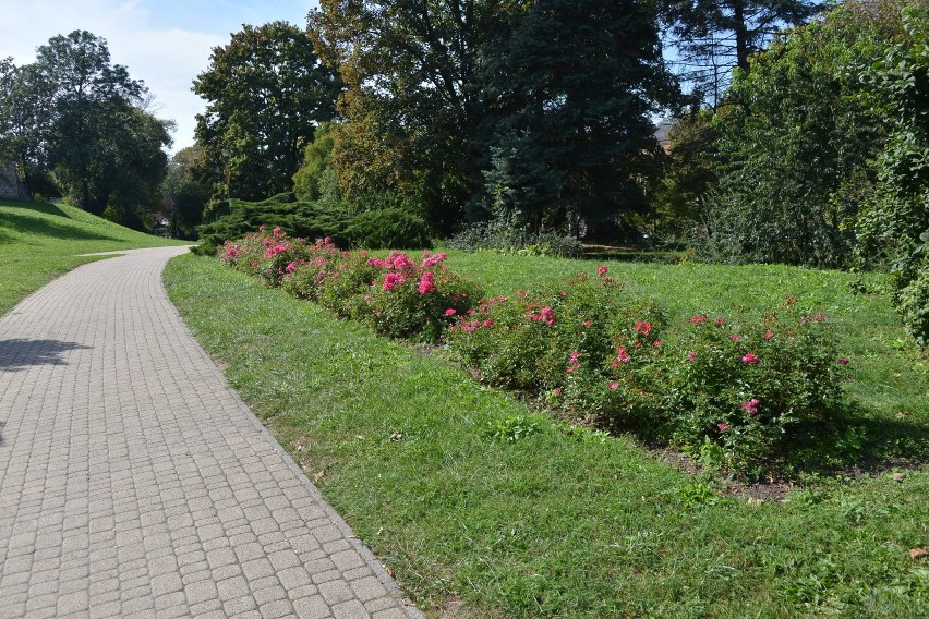 Za urządzenie w Kielcach rabaty z ponad tysiącem roślin zapłacił przedsiębiorca 