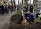 Nasadzali drzewa przy Kozim Stawie w Legnicy [ZDJĘCIA]