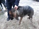 Strażacy uwolnili psa z dołu pełnego błota, wrócił do właściciela [zdjęcia]