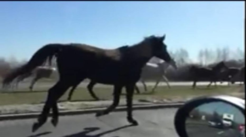 Kocikowa: Spłoszone konie biegały po drodze. Uszkodziły sześć aut. Dwa potrącone konie padły