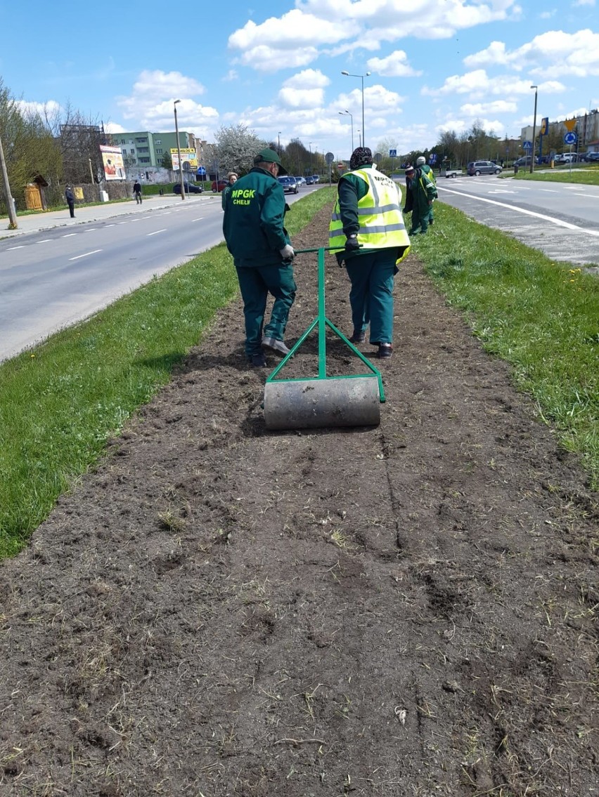 Trwa siew łąk kwietnych w Chełmie. Najdłuższa ma około 1,5 kilometra. Zobacz zdjęcia