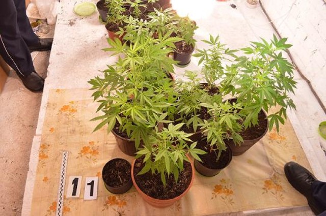 Plantacja marihuany w gminie Brzeźnio zlikwidowana