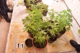 Plantacja marihuany w gminie Brzeźnio zlikwidowana